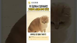 쥐 앞에서 얼어버린 고양이 삼총사의 반전