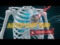 What Happens To Your Autophagy When You Sleep Less Than 7 Hours (The Cellular Truth)