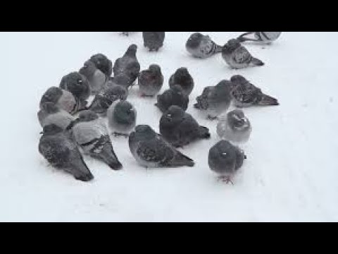 HOW DO PIGEONS SURVIVE THE WINTER?