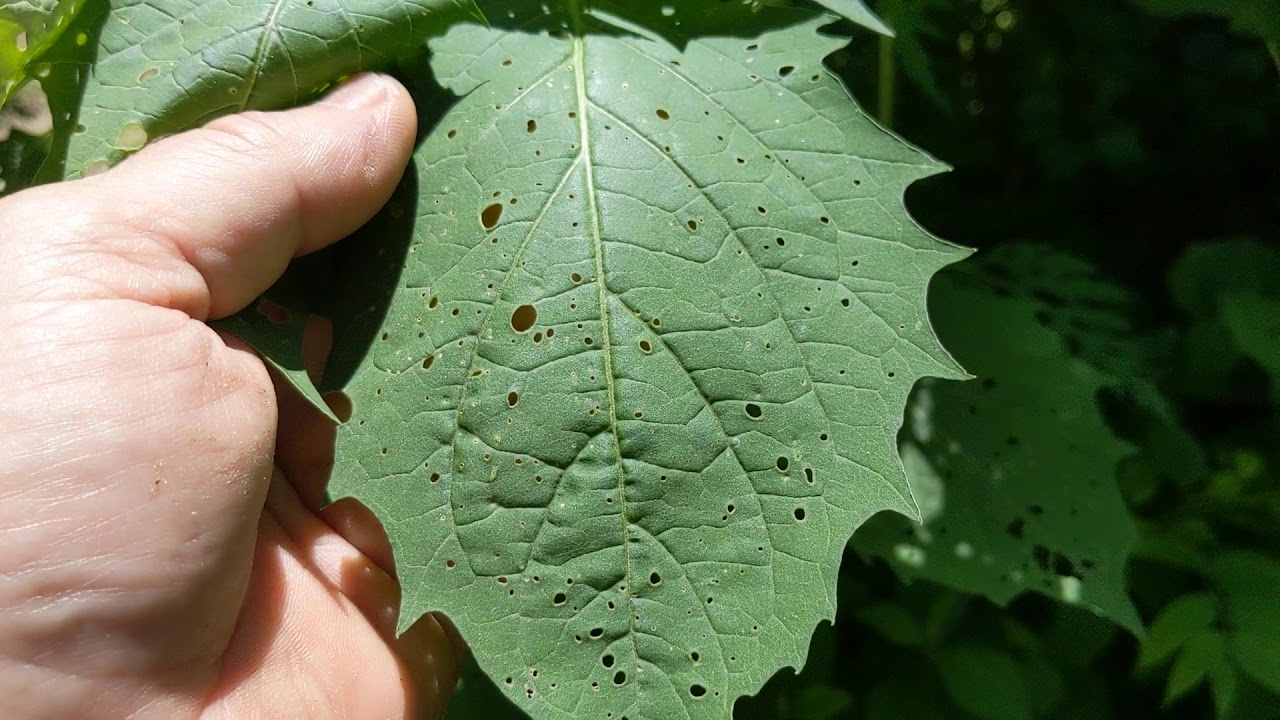 The ground cherry. Excellent wild edible!