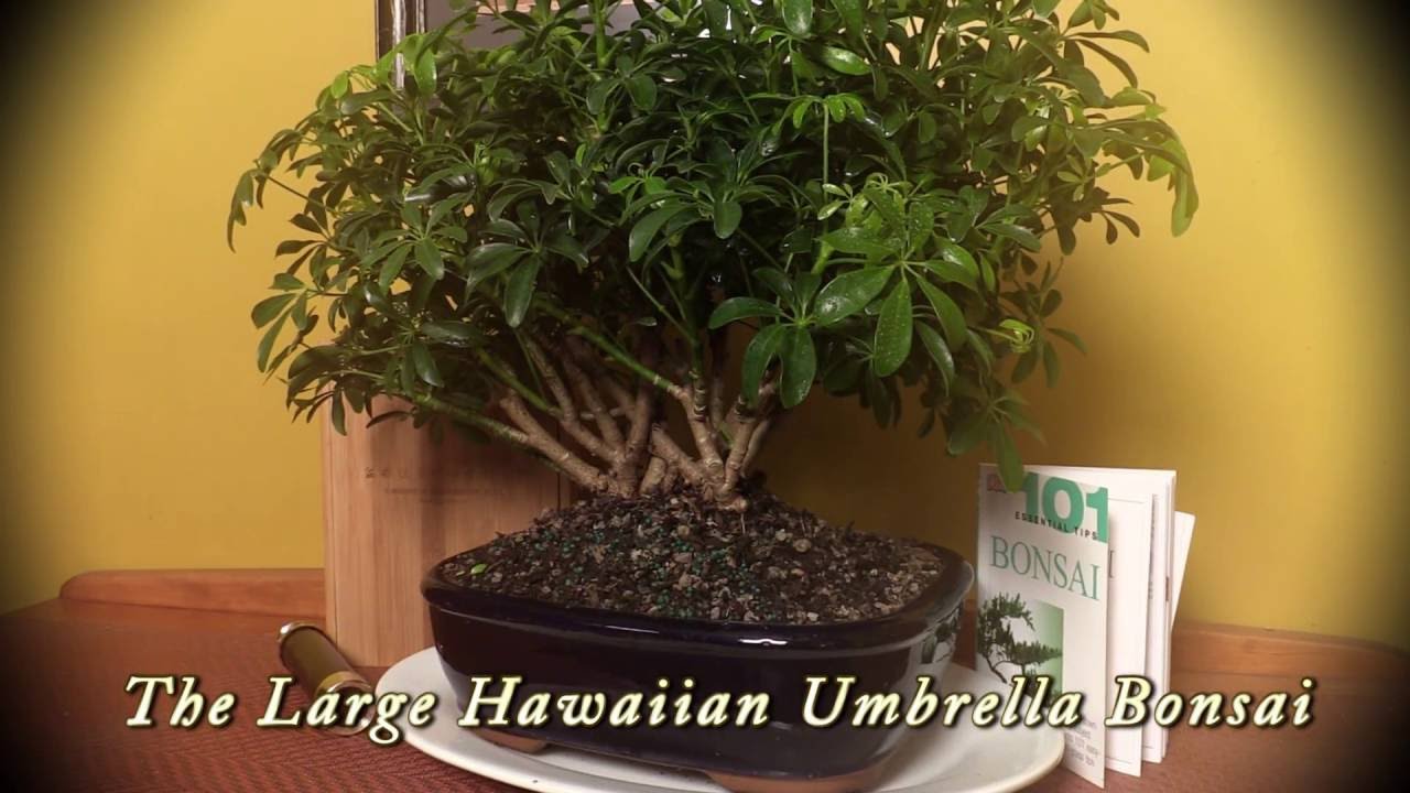 Bonsai Boogie Hawaiian Umbrella Edition YouTube