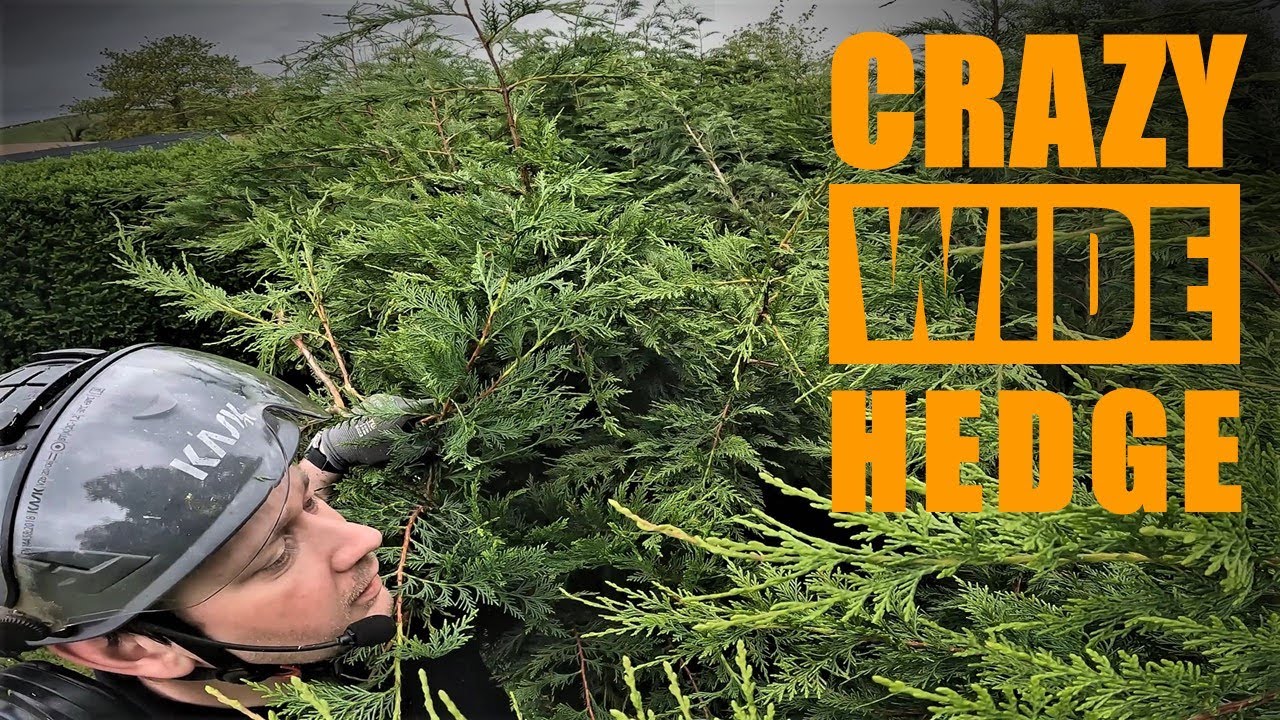 Cutting An Overgrown Leylandii Garden Hedge YouTube cutting-an-overgrown-leylandii-garden-hedge-youtube