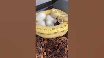 Protective momma Super ODYB Enchi Pin Ball Python! #ballpythonmorphs #royalconstrictordesigns