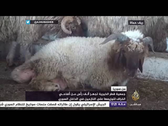 جمعية قطر الخيرية تجهز ألف رأس من أضاحي الخراف لتوزيعها على النازحين  في الداخل السوري