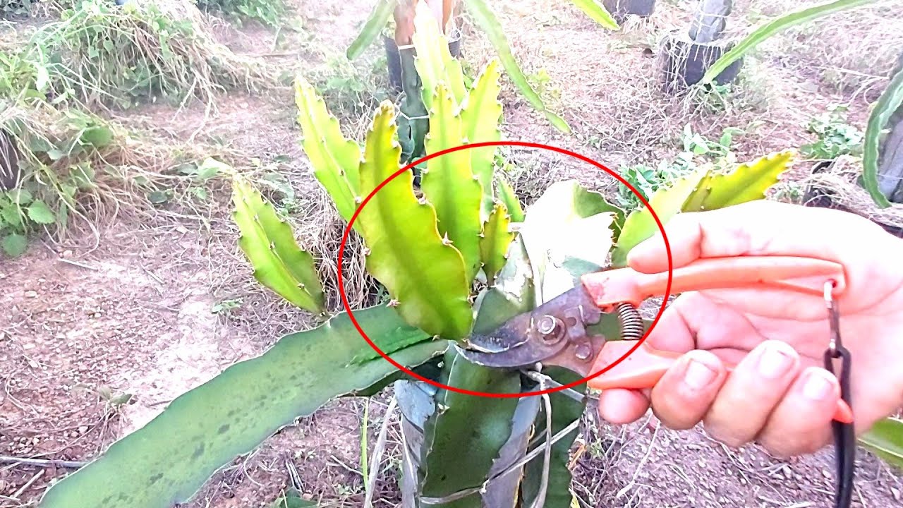 Питахайя — потратьте несколько минут, чтобы узнать больше о том, как ухаживать за молодыми побега...