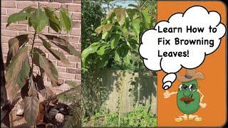 Avocado Leaves Turning Brown - [How to stop them curling and falling off]