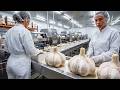 How Millions of Garlic Bulbs Are Processed in Modern Factories