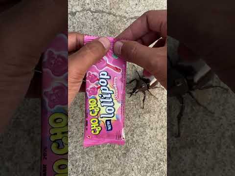 Help The Beetle Sharing Choch0 Lollipop With Beetle Shorts