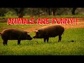 ANIMALS ARE FUNNY By The Brilliant Kid 