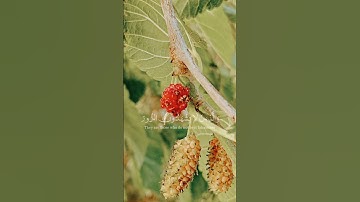 اسمع القران الكريم #اكسبلور #القرآن_الكريم #المصحف #duet #لايك