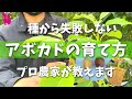 【目からウロコ】アボカドの種からの育て方!プロ農家はこう育てる!
