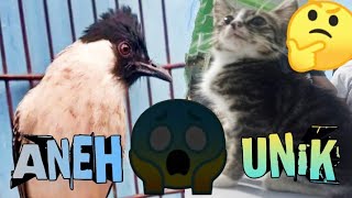 Burung kutilang kerasukan suara kucing