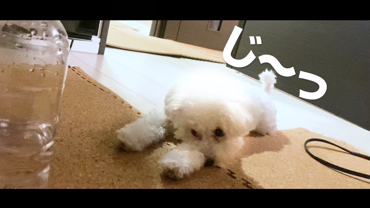 一人暮らしで犬を飼う生活247日目 夜も眠れません Youtube