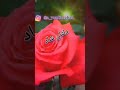 عشق و زندگی Short Shorts Youtubeshorts عشق زندگی فیلم زیبا زیبایی گل 