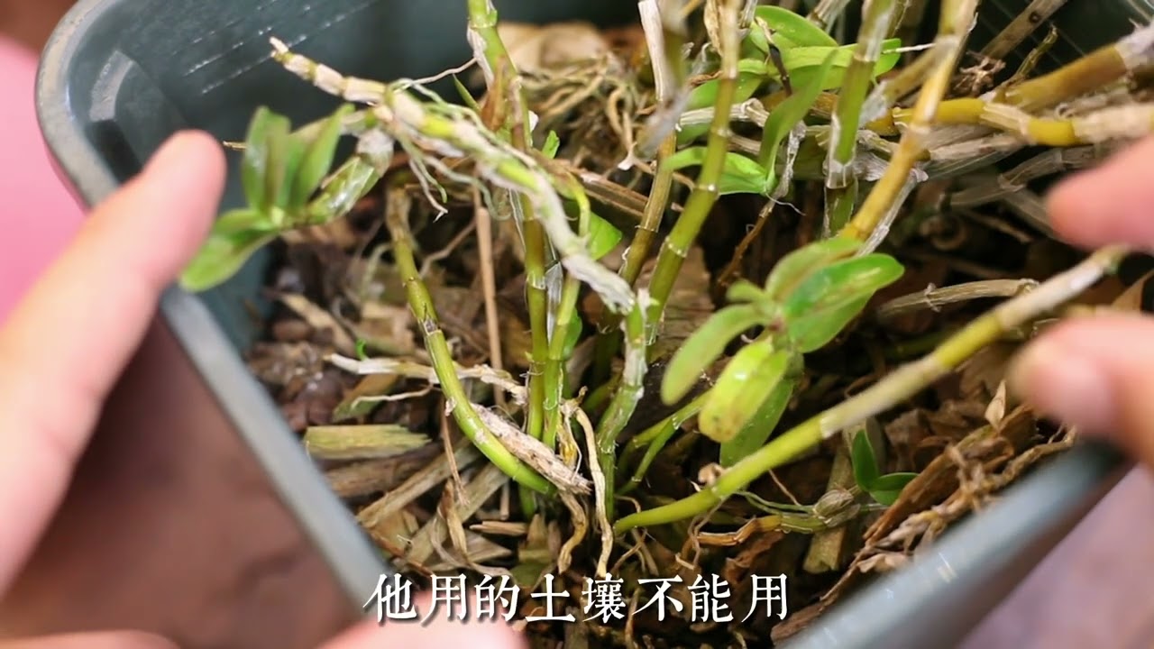 石斛怎么养？园艺师教你，这可能是关于石斛最全面的教程了