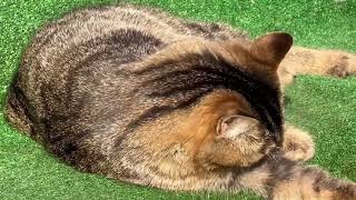 ❤#catlovers #catlovers #catlife #cat #funnyanimals #кіт #cake #funny #pisica #cats ❤ ❤