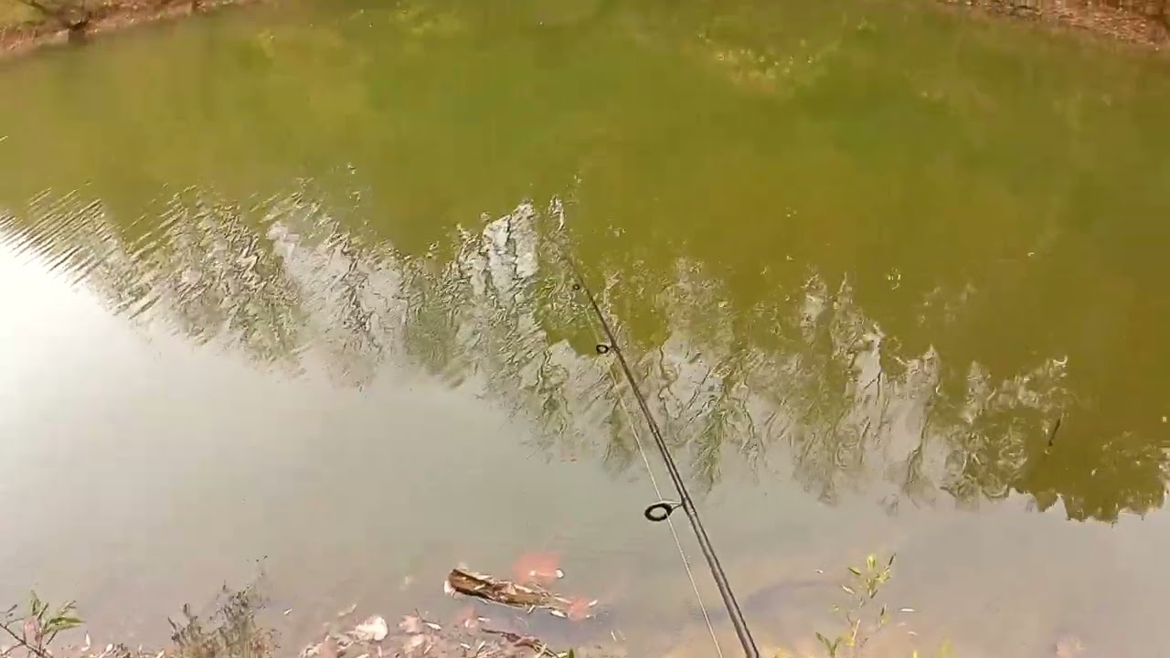 Bass Fishing With A Gold Spoon