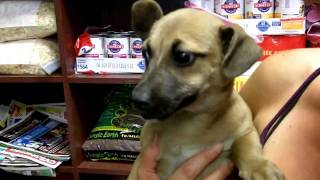 Alpine-CA-Pet-Adoption_06-30-2011.mp4