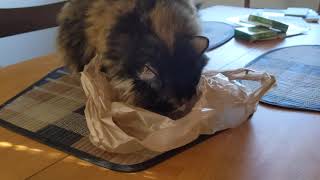 Picasso loves plastic bags.
