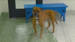 Idaho Humane Society waives redemption fees through July 7