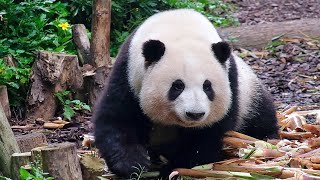 Hehua found a small piece of bamboo shoot tip, which was leftover from Heye. by 胖达日记 Hi Panda 2,816 views 4 days ago 1 minute, 7 seconds
