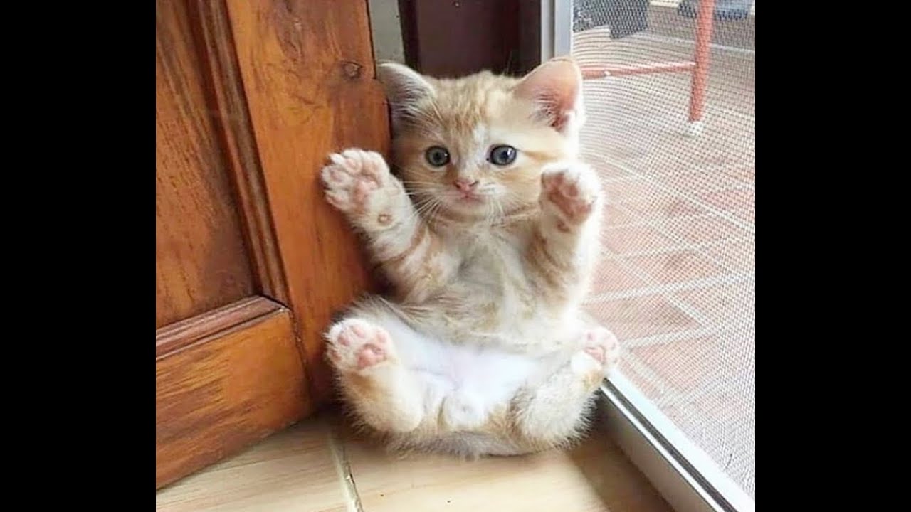 Katzenvidios Katzenvidios