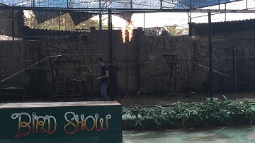 Ko Samui Tiger Show (2015)