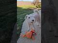 Westley, Trevor, and Squeaky Fox #dogs #puppy #dogshorts #cute