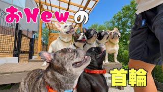 梅雨の中休み！久しぶりに晴れたのでみんなの首輪もおNEWにしてみました