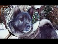 CLOSER LOOK: The Norwegian Elkhound (my good boy 'King Bjørnson) の動画、YouTube動画。