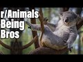 Save The Koalas PLZ | r/AnimalsBeingBros |