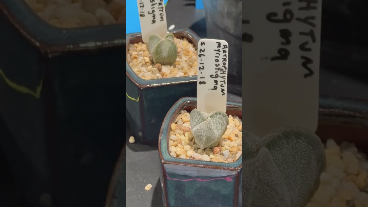 Cactus display 30 (Astrophytum) | Cactus and Succulent Spring Show and Sale 2022 