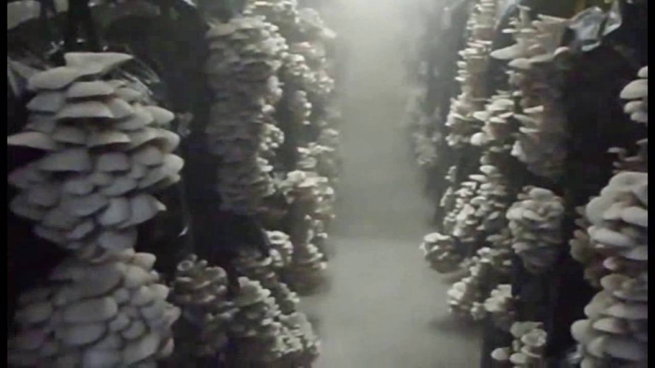 Production et Culture de champignons Bio