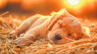 3 HOURS of Dog Calming Music For DogsSeparation Anxiety Relief Musicdog relaxation