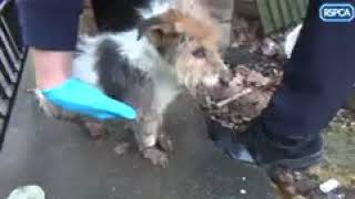 RSPCA prosecution August 2017: Lydia Ann Lee and David William Lee from Whitstable, Kent