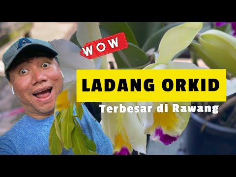 Video: Orkid Diraja: foto, penjagaan rumah