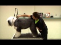 Grooming an Old English Sheepdog using a Wahl KM2 Deluxe with Sue Zecco