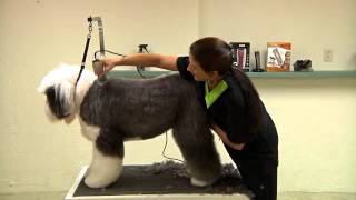Grooming an Old English Sheepdog using a Wahl KM2 Deluxe with Sue Zecco