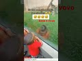 menino chama vovó de chimpanzé#short#