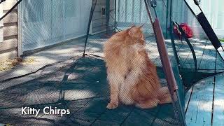 Maine Coon Cat Meows and Chirps