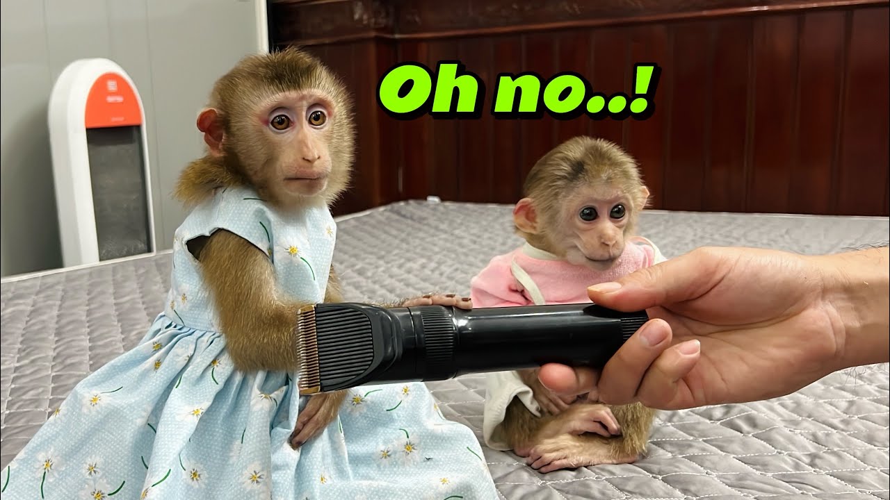monkey Tina was curious about the electric shaver and wouldn't let Uncle Tuan shave her.