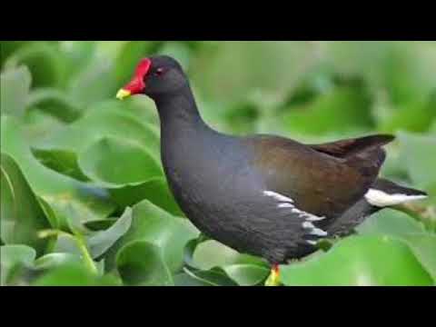 Tiếng Quốc Nước Quốc đen Kịch Ré Mới Nhất 2019