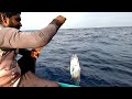 Catching Plenty of Bonito Fish in the Deep Sea