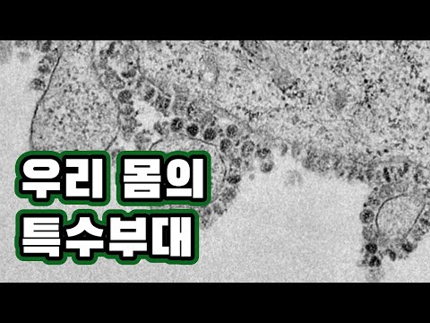 우리 몸의 특수부대, 면역체계 [핫클립] / YTN 사이언스