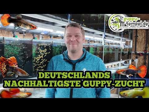 Zu Besuch bei Guppy-Tempel | Guppy Züchter