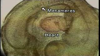 The Transmigration of Blood Stem Cells Part-2　科学映像館