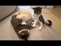 ムニークリスマスなむにふわニャンズ🎄😽