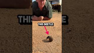 Crazy Reason Why Dung Beetles Collect Poop 🤯