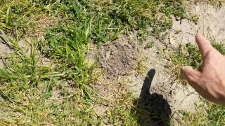 Old activity, very active gopher.