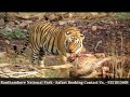 Ranthambore National Park Tiger Killed Sambar Deer Ranthambore National Park Tiger Killed Sambar Deer